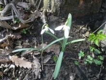 2019. március 17. OKT-Várgesztes - Gánt között (virágok, virágok és megint csak hóvirág)