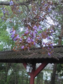 Kéthelyen virágot bontott a császárfa (Fotó: Szabó Lászlóné, Erzsébet)