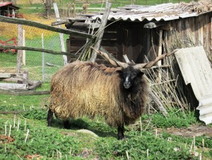 Racka