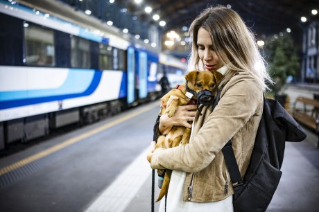 November 5-től minden helyjegyes vonaton szállítható kis- és közepes termetű kutya zárt doboz nélkül.